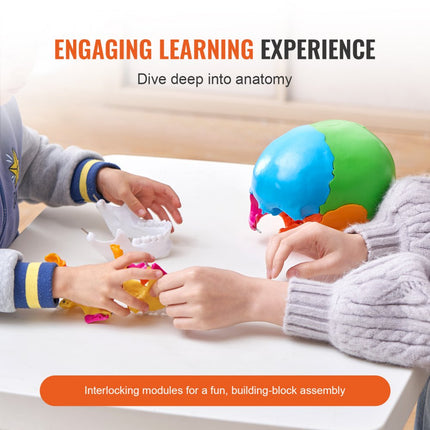 VEVOR menselijk schedelmodel, 22 stuks menselijke schedelanatomie, levensgroot geschilderd anatomieschedelmodel, anatomische PVC-schedel, verwijderbaar leerschedelmodel, professioneel onderwijs