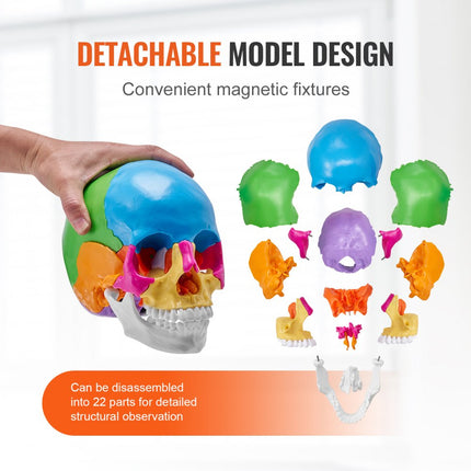 VEVOR menselijk schedelmodel, 22 stuks menselijke schedelanatomie, levensgroot geschilderd anatomieschedelmodel, anatomische PVC-schedel, verwijderbaar leerschedelmodel, professioneel onderwijs