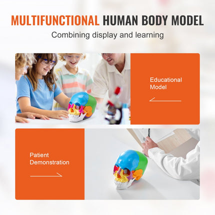 VEVOR menselijk schedelmodel, 22 stuks menselijke schedelanatomie, levensgroot geschilderd anatomieschedelmodel, anatomische PVC-schedel, verwijderbaar leerschedelmodel, professioneel onderwijs