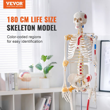 VEVOR Menselijk skeletmodel voor anatomie, 182 cm levensgroot, nauwkeurig PVC-anatomie-skeletmodel met ligamenten, beweegbare armen, benen en kaken, met spieroorsprong en invoegpunten