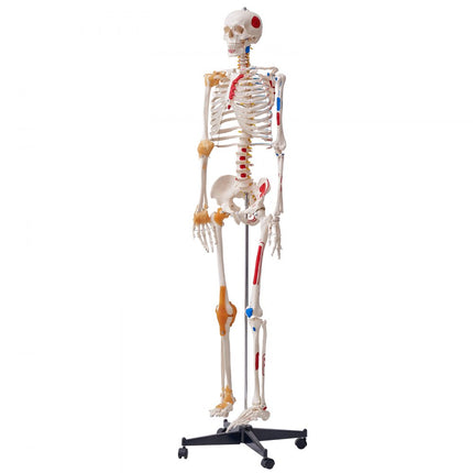 VEVOR Menselijk skeletmodel voor anatomie, 182 cm levensgroot, nauwkeurig PVC-anatomie-skeletmodel met ligamenten, beweegbare armen, benen en kaken, met spieroorsprong en invoegpunten