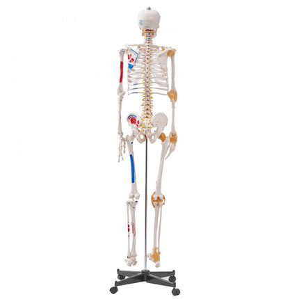 VEVOR Menselijk skeletmodel voor anatomie, 182 cm levensgroot, nauwkeurig PVC-anatomie-skeletmodel met ligamenten, beweegbare armen, benen en kaken, met spieroorsprong en invoegpunten