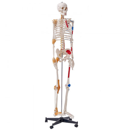 VEVOR Menselijk skeletmodel voor anatomie, 182 cm levensgroot, nauwkeurig PVC-anatomie-skeletmodel met ligamenten, beweegbare armen, benen en kaken, met spieroorsprong en invoegpunten