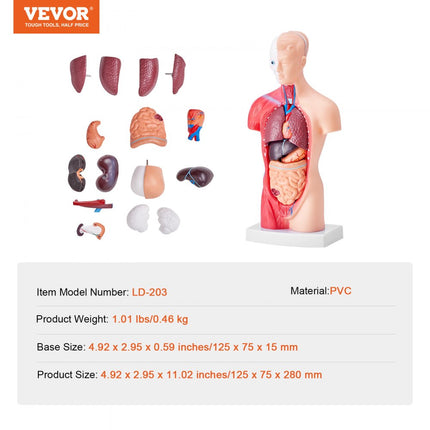 VEVOR Menselijk lichaamsmodel, 15 stuks 28 cm, menselijk torso-anatomiemodel Anatomisch skeletmodel met verwijderbare organen, educatief leermiddel voor studenten, leermiddelen