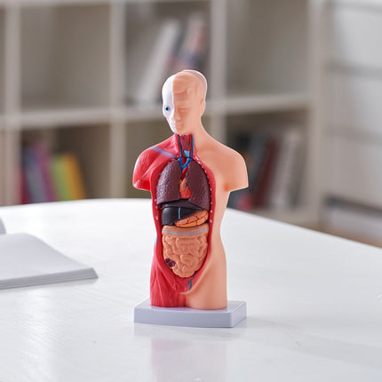 VEVOR Menselijk lichaamsmodel, 15 stuks 28 cm, menselijk torso-anatomiemodel Anatomisch skeletmodel met verwijderbare organen, educatief leermiddel voor studenten, leermiddelen