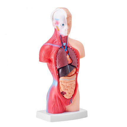 VEVOR Menselijk lichaamsmodel, 15 stuks 28 cm, menselijk torso-anatomiemodel Anatomisch skeletmodel met verwijderbare organen, educatief leermiddel voor studenten, leermiddelen