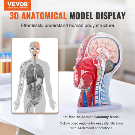 VEVOR Vasculair model van het hoofd Menselijke anatomie Hersenmodel 225 x 115 x 281 mm, Anatomie Skelet Half gedemonteerd model, Model van de romp voor training, gereedschap, medische leerbenodigdheden