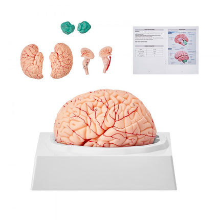 VEVOR Anatomie van het menselijk brein, 1:1 levensgroot 9-delig anatomisch model van het menselijk brein met labels en displaybasis, verwijderbaar hersenmodel voor wetenschappelijk onderzoek