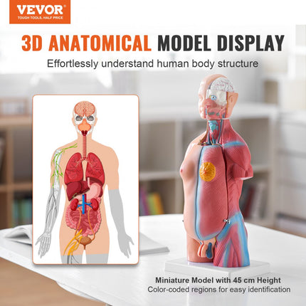VEVOR Menselijk lichaamsmodel, 23 stuks 455 mm, menselijk torso-anatomiemodel, unisex anatomisch skeletmodel met verwijderbare organen, educatief leermiddel voor studenten, onderwijsdemonstratie