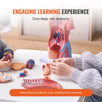 VEVOR Menselijk lichaamsmodel, 23 stuks 455 mm, menselijk torso-anatomiemodel, unisex anatomisch skeletmodel met verwijderbare organen, educatief leermiddel voor studenten, onderwijsdemonstratie