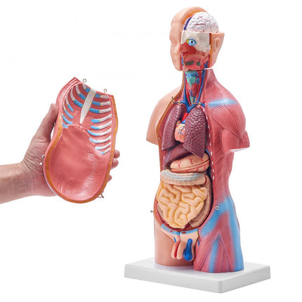 VEVOR Menselijk lichaamsmodel, 23 stuks 455 mm, menselijk torso-anatomiemodel, unisex anatomisch skeletmodel met verwijderbare organen, educatief leermiddel voor studenten, onderwijsdemonstratie