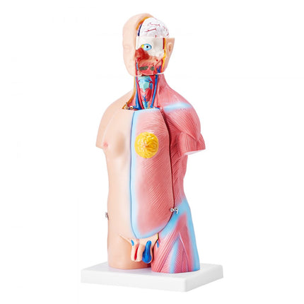 VEVOR Menselijk lichaamsmodel, 23 stuks 455 mm, menselijk torso-anatomiemodel, unisex anatomisch skeletmodel met verwijderbare organen, educatief leermiddel voor studenten, onderwijsdemonstratie