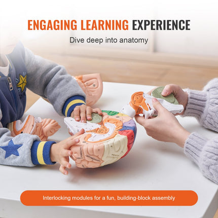 VEVOR-model van het menselijk brein, anatomieonderwijs, hersenmodel, 4 delen, gelabeld, 2 keer vergroot
