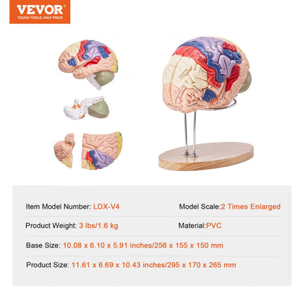VEVOR-model van het menselijk brein, anatomieonderwijs, hersenmodel, 4 delen, gelabeld, 2 keer vergroot