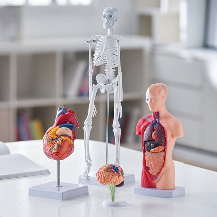 VEVOR 4-delige menselijke anatomiemodellen, anatomiemodel van het menselijk lichaam, volledig skelet/volledige orgelset/hart/hersenen, verwijderbaar menselijk lichaamsmodel, voor medische studenten, artsen en leraren