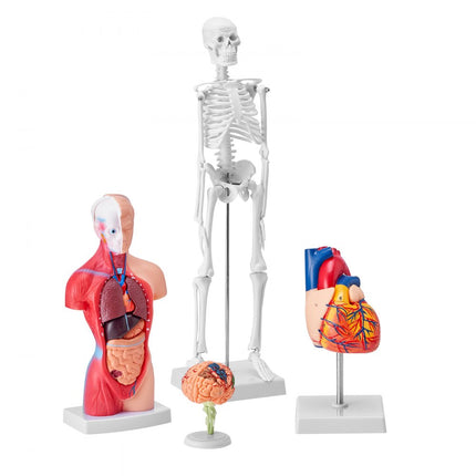 VEVOR 4-delige menselijke anatomiemodellen, anatomiemodel van het menselijk lichaam, volledig skelet/volledige orgelset/hart/hersenen, verwijderbaar menselijk lichaamsmodel, voor medische studenten, artsen en leraren