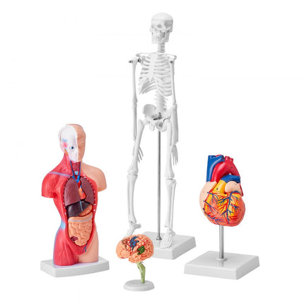 VEVOR 4-delige menselijke anatomiemodellen, anatomiemodel van het menselijk lichaam, volledig skelet/volledige orgelset/hart/hersenen, verwijderbaar menselijk lichaamsmodel, voor medische studenten, artsen en leraren