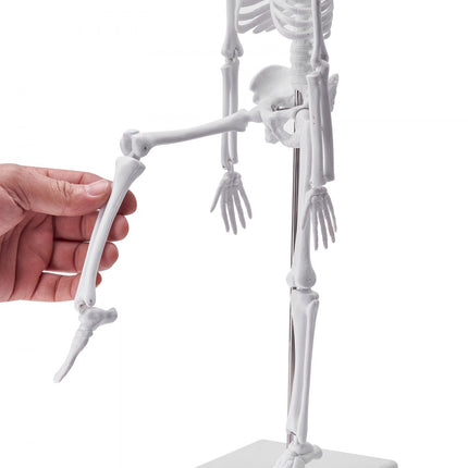 VEVOR 4-delige menselijke anatomiemodellen, anatomiemodel van het menselijk lichaam, volledig skelet/volledige orgelset/hart/hersenen, verwijderbaar menselijk lichaamsmodel, voor medische studenten, artsen en leraren