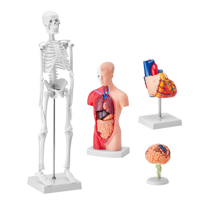 VEVOR 4-delige menselijke anatomiemodellen, anatomiemodel van het menselijk lichaam, volledig skelet/volledige orgelset/hart/hersenen, verwijderbaar menselijk lichaamsmodel, voor medische studenten, artsen en leraren